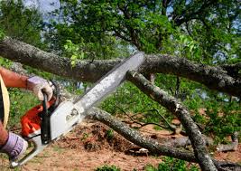 Best Tree Cabling and Bracing  in Weatherford, OK