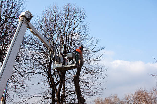 How Our Tree Care Process Works  in  Weatherford, OK